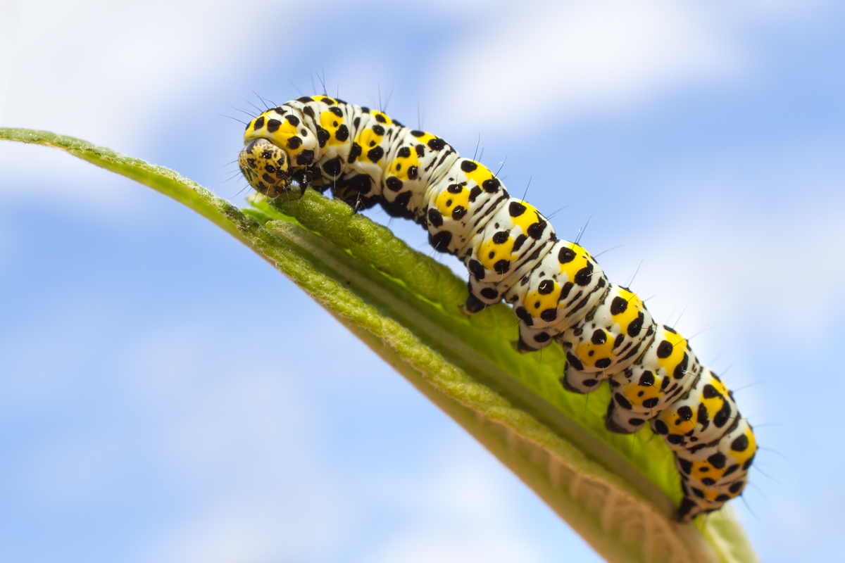 Mullein Moth caterpillar